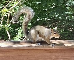 Sciurus carolinensis