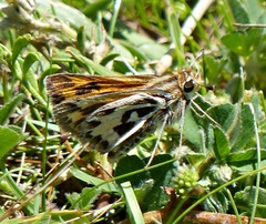 Hylephila fasciolata