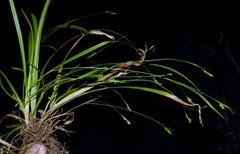 Carex laxiculmis copulata