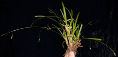 Carex laxiculmis copulata