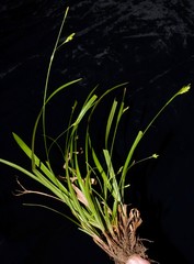 Carex laxiculmis copulata