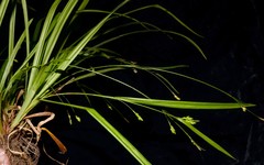 Carex laxiculmis copulata
