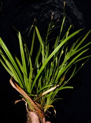 Carex laxiculmis copulata