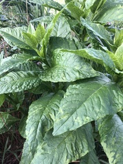 Pokeweed mosaic virus