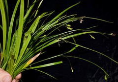 Carex laxiculmis copulata