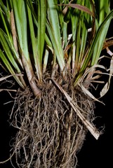 Carex laxiculmis copulata