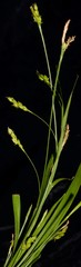 Carex laxiculmis copulata