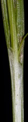 Carex laxiculmis copulata