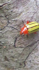 Disonycha stenosticha