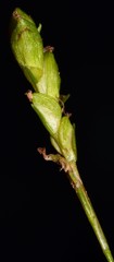 Carex laxiculmis copulata