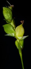 Carex laxiculmis copulata