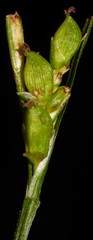 Carex laxiculmis copulata