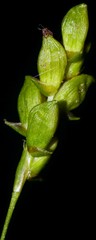 Carex laxiculmis copulata