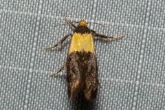 Eulechria periphanes