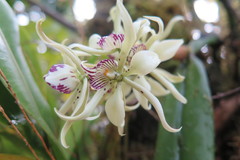 Prosthechea chimborazoensis