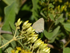 Allosmaitia strophius