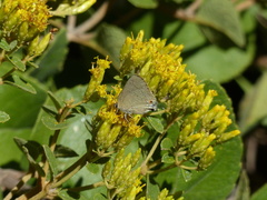 Allosmaitia strophius