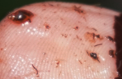 Pyrgulopsis bacchus