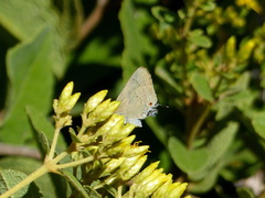 Allosmaitia strophius