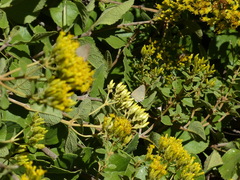 Allosmaitia strophius