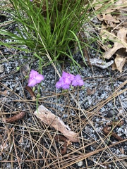 Callisia ornata