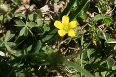 Oxalis corniculata corniculata