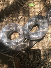 Pseudelaphe phaescens