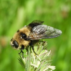 Cephenemyia