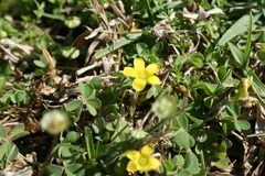 Oxalis corniculata corniculata