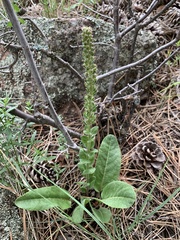 Veronica plantaginea