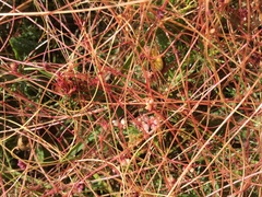 Cuscuta europaea