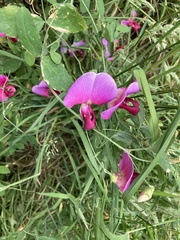 Lathyrus grandiflorus