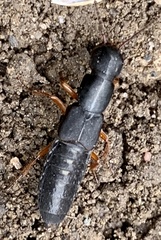 Dinothenarus badipes