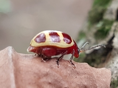 Notozona
