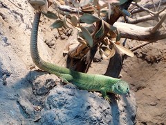 Lacerta trilineata polylepidota