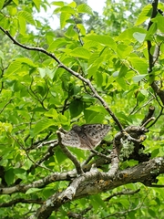 Erynnis icelus