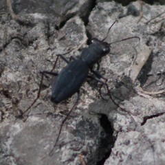 Dromochorus pilatei