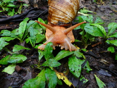 Megalobulimus popelairianus