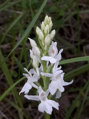 Dactylorhiza fuchsii