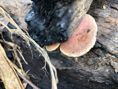 Gymnopilus subpurpuratus