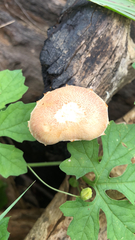 Gymnopilus subpurpuratus
