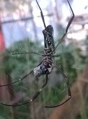 Trichonephila clavipes