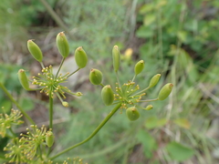 Lomatium multifidum