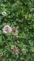 Apis mellifera