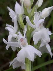 Dactylorhiza fuchsii