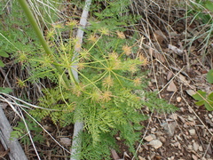 Lomatium multifidum