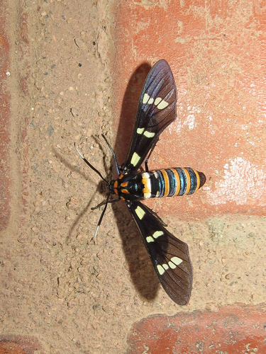 Black-banded Wasp Moth