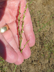 Polygonum argyrocoleon