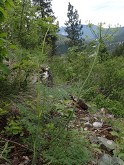 Lomatium multifidum