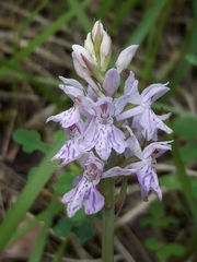 Dactylorhiza fuchsii